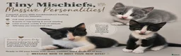 Mixed Breed cats for sale: 5 star homes wanted before I become crazy cat lady - Advert 1