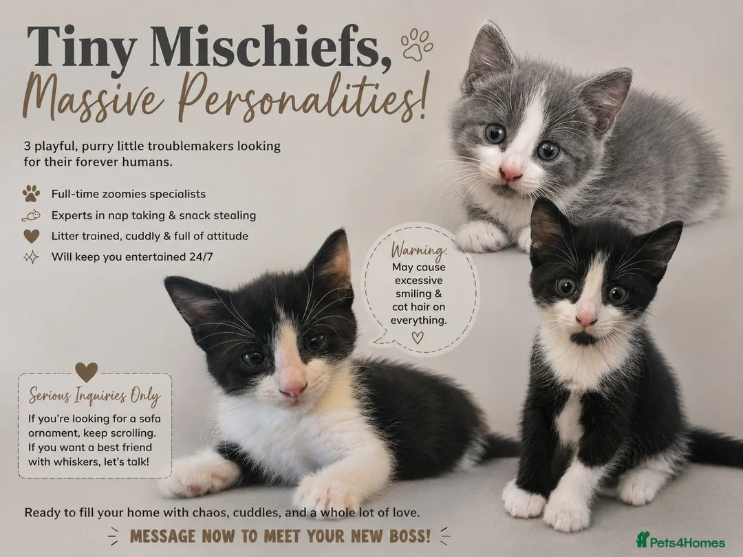 Mixed Breed cats for sale: 5 star homes wanted before I become crazy cat lady - Advert 1