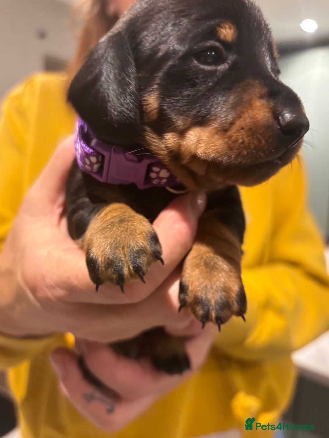 Miniature Dachshund dogs for sale: Black & Tan Minature Dachund - Advert 8