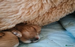 Maltipoo dogs for sale:  Beautiful Toy/Mini Maltipoo Puppies! - Image 12