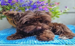 Yorkshire Terrier dogs for stud: Yorkshire Terrier stud - Image 5