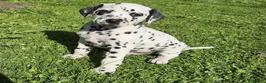 Dalmatian 1