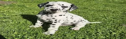 Dalmatian dogs for sale: A Symphony of Spots & Sweetness–Dalmatian Puppies in Oxford - Advert 5
