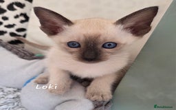 Siamese cats for sale: *1 left*Beautiful GCCF registered Siamese kittens  - Image 25