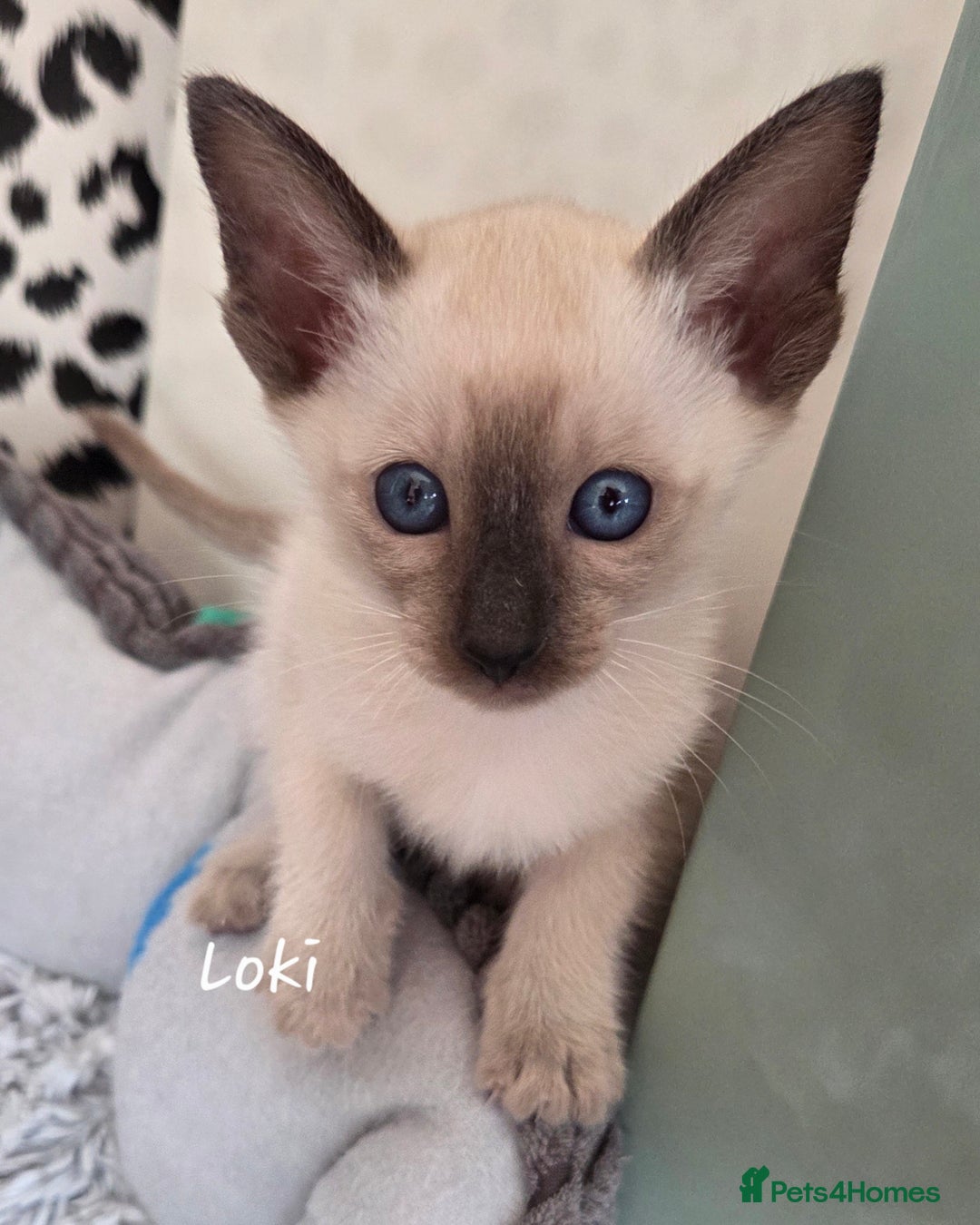 Siamese cats for sale: *1 left*Beautiful GCCF registered Siamese kittens  - Image 25