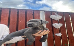Cane Corso dogs for sale: cane corso pups - Image 13