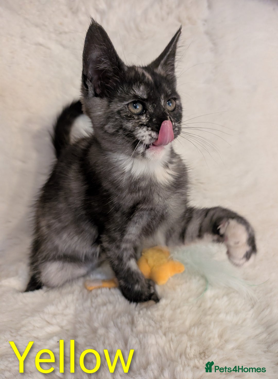Maine Coon cats for sale: ✨ Stunning Maine Coon Kittens Ready Now ✨ - Image 12
