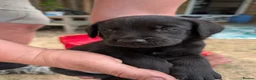 Labrador Retriever dogs for sale: Farm reared Labrador puppies in Sheerness - Advert 21