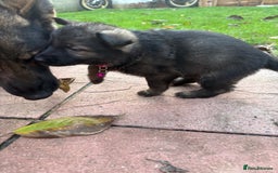 German Shepherd dogs for sale: 10 amazing german shepherd puppies - Advert 36