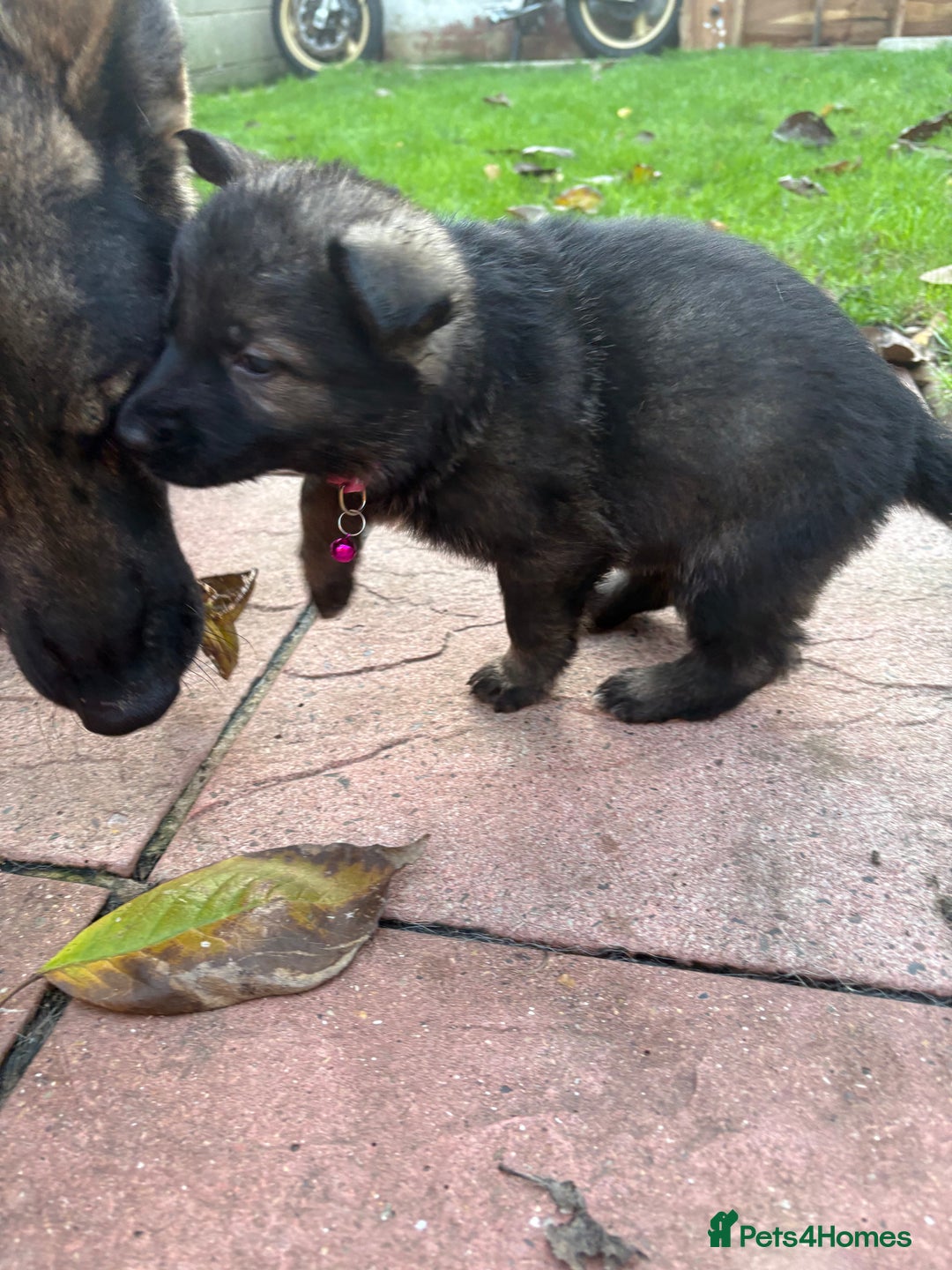 German Shepherd dogs for sale: 10 amazing german shepherd puppies - Advert 36