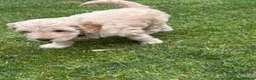 Cockapoo dogs for sale: Cockapoo F1B puppies - Advert 16