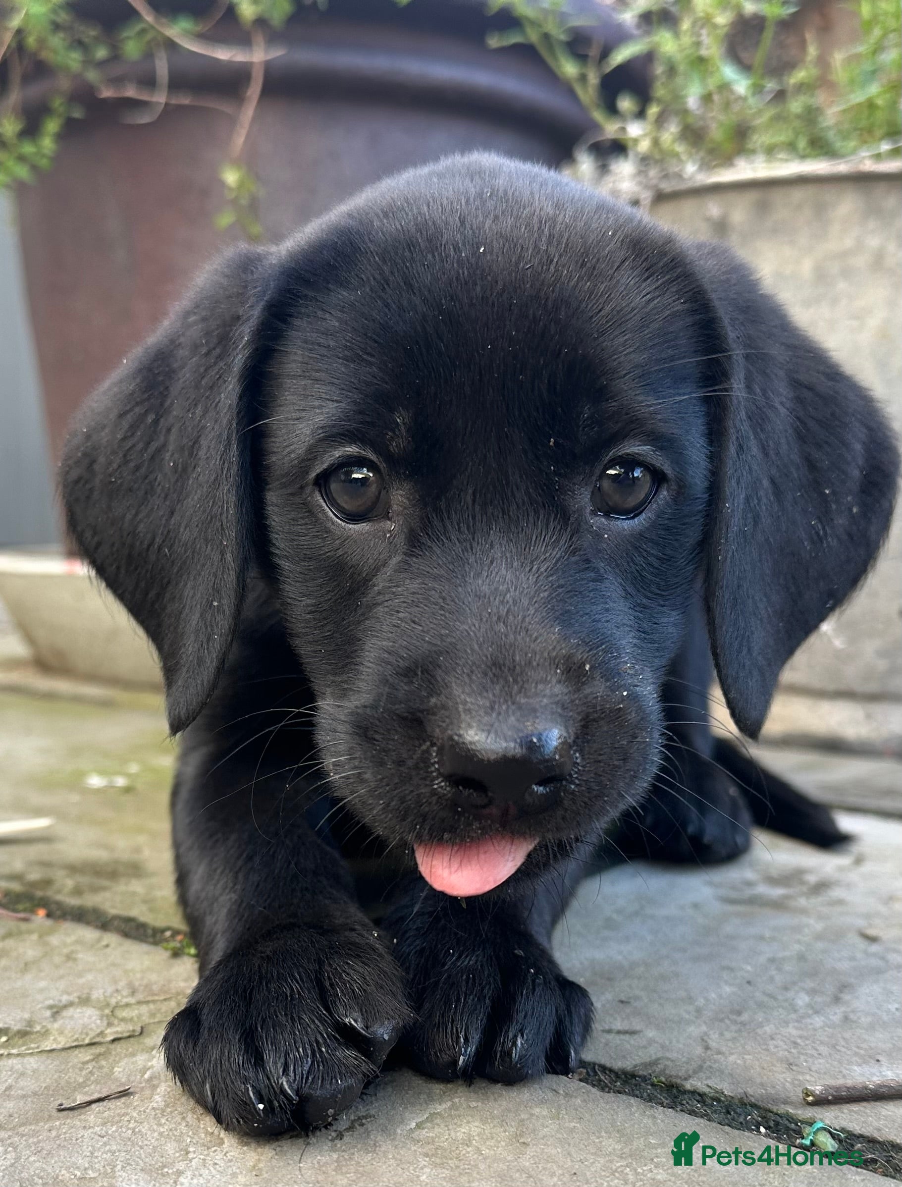 Labrador Retriever dogs Last 2 stunning kc reg black labradors - Advert 3