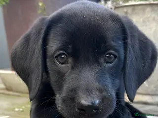 Labrador Retriever dogs Last 2 stunning kc reg black labradors - Advert 3