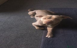 Staffordshire Bull Terrier dogs for sale: Staffordshire bull terrier  - Image 3