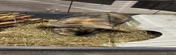 Mini Lop rabbits for sale: Mini Lop Bunny in Birmingham - Advert 4