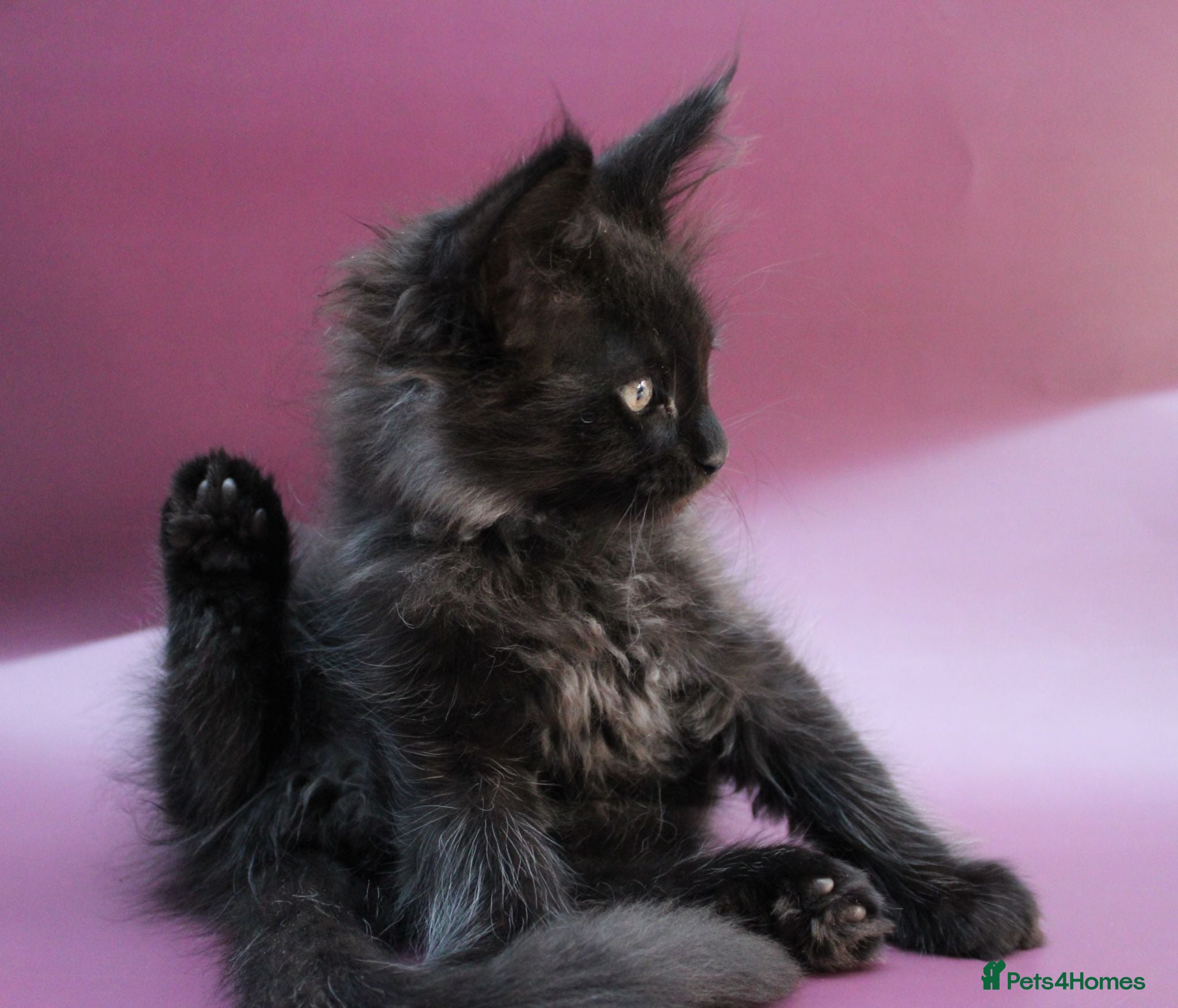 Maine Coon cats 🔥Black & Smoke Maine Coon Kittens🔥 - Advert 1