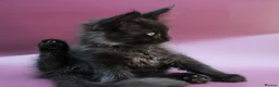 Maine Coon cats for sale: 🔥Black & Smoke Maine Coon Kittens🔥 - Advert 3