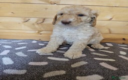 Australian Labradoodle dogs for sale: 💕 Stunning Australian Labradoodles! 💕 - Image 22