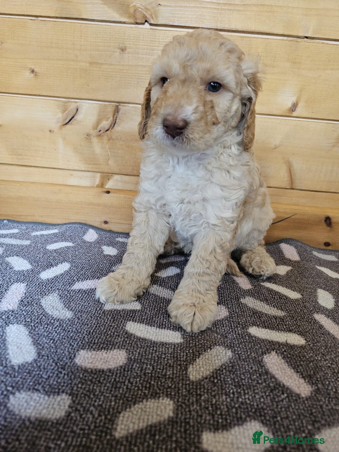 Australian Labradoodle dogs for sale: 💕 Stunning Australian Labradoodles! 💕 - Image 22