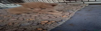 Maine Coon 1