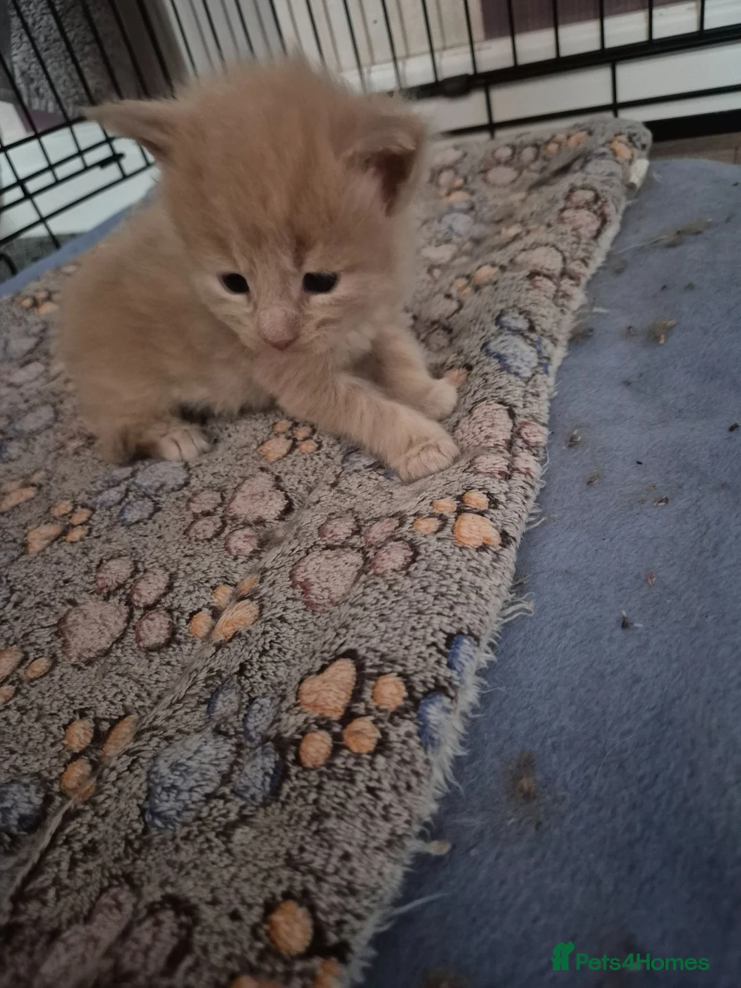 Maine Coon cats for sale: Maine coon kittens  - Advert 2