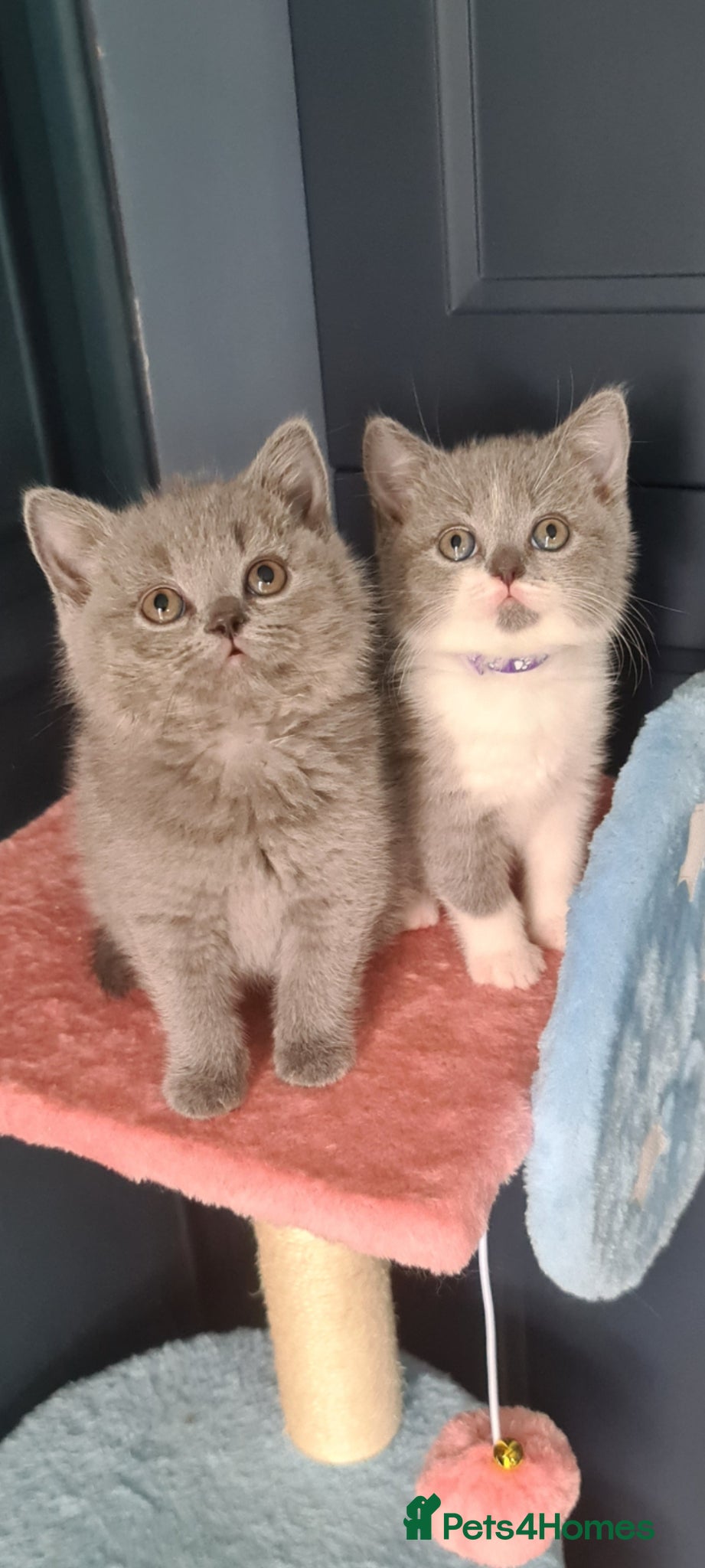 British Shorthair cats British Shorthair kittens  - Advert 1