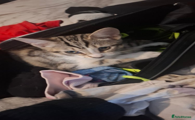 Mixed Breed cats - Advert 12