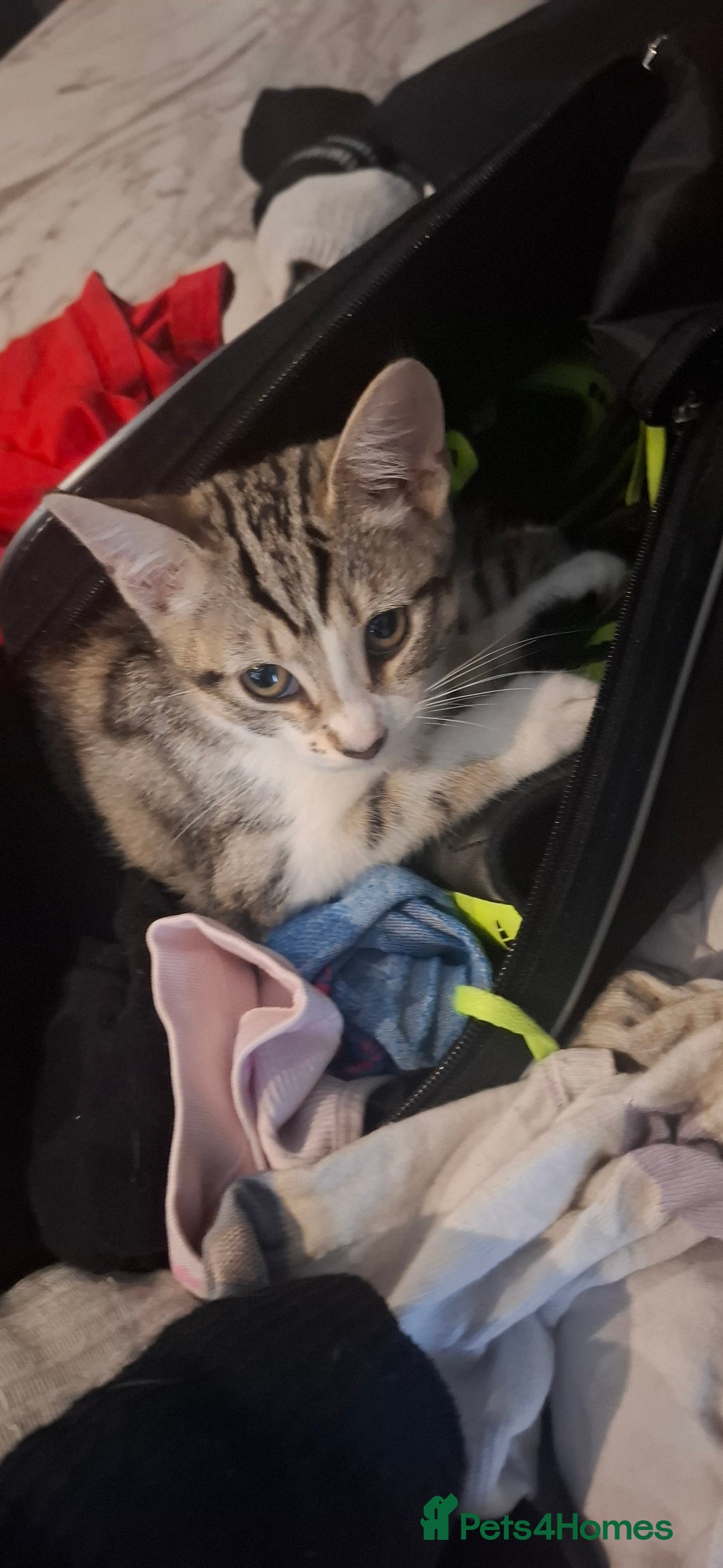 Mixed Breed cats for sale: Beautiful kittens  - Image 1