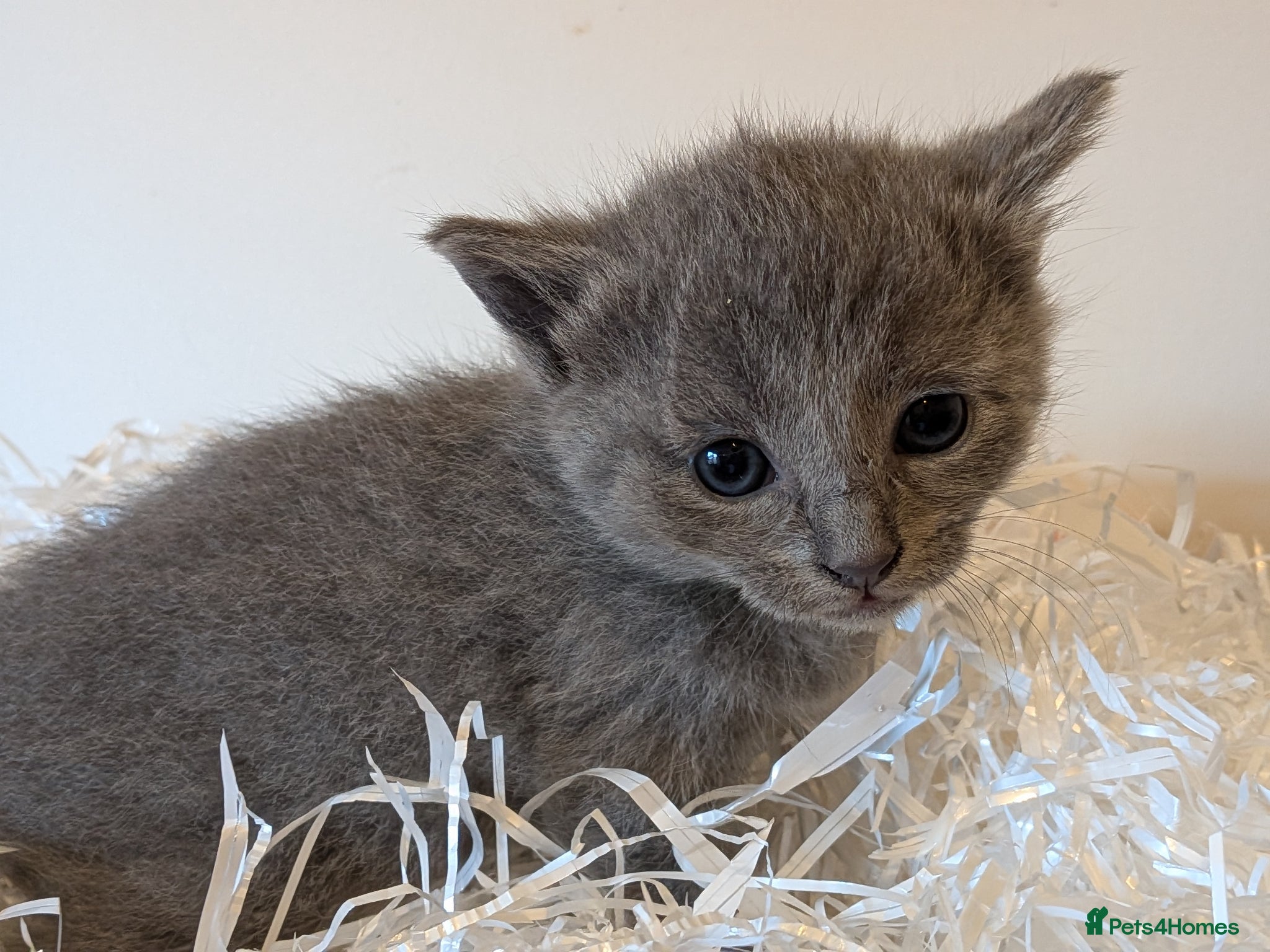 Russian Blue cats Beautiful Russian Blue Kittens for Sale - Advert 1