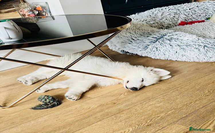 White Swiss Shepherd dogs in Warrington - Advert 1