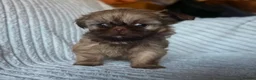Shih Tzu dogs for sale: Chocolate Shih Tzu Puppies - Advert 7