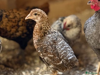 Chickens poultry - Advert 21