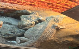 Bearded Dragon reptiles for sale: Female bearded dragon - Advert 3