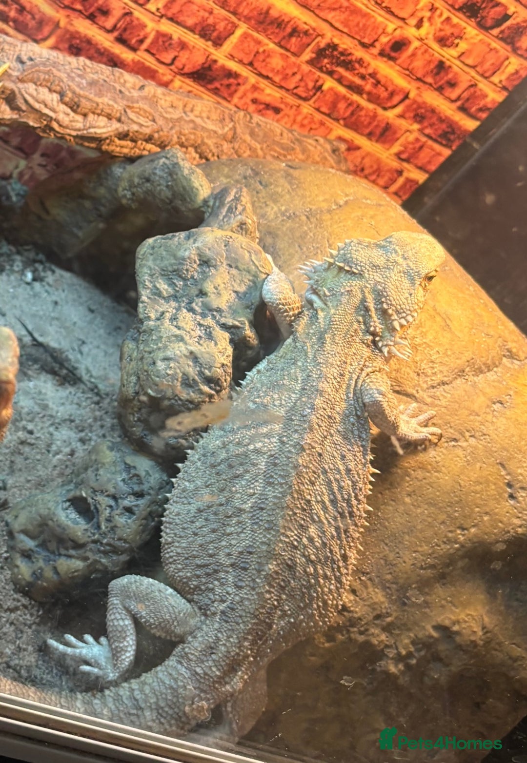 Bearded Dragon reptiles for sale: Female bearded dragon - Advert 3