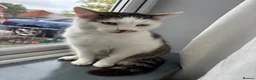 Mixed Breed cats for sale: 3 loving cats to be rehomed in Cannock - Advert 2