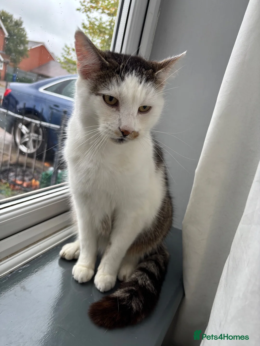 Mixed Breed cats for sale: 3 loving cats to be rehomed in Cannock - Advert 2