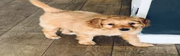 Mixed Breed dogs for sale: Hassan H - Advert 5