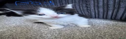 Mixed Breed cats for sale: 4 beautiful kittens  in Portsmouth - Advert 8