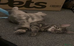 Domestic Shorthair cats for sale: Blue tabby  - Image 1
