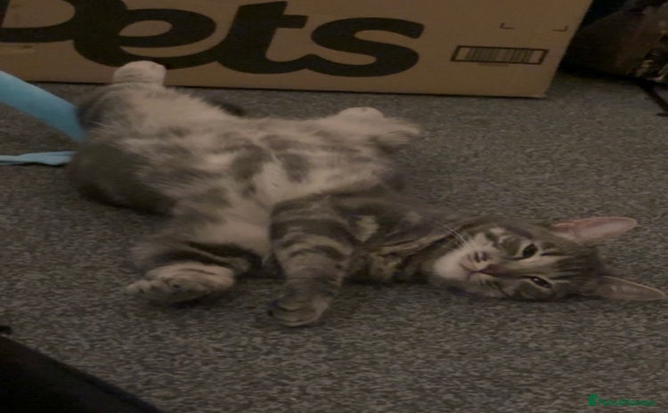 Domestic Shorthair cats - Advert 2