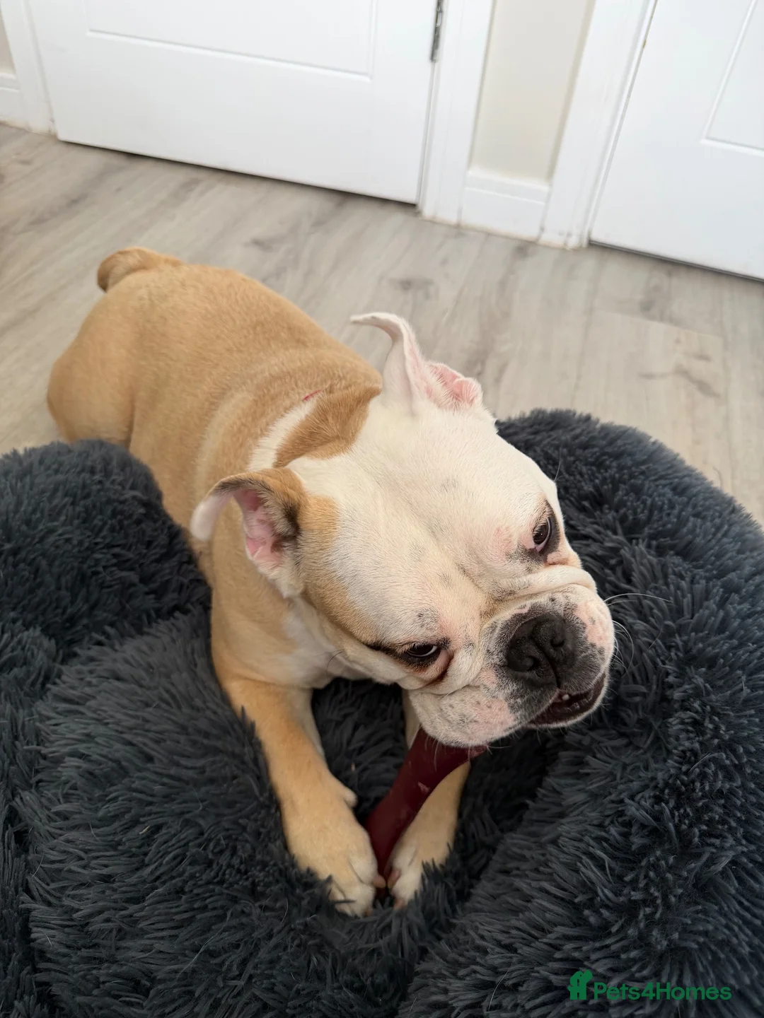 English Bulldog dogs for sale: Female Bulldog - Bruno  - Advert 3