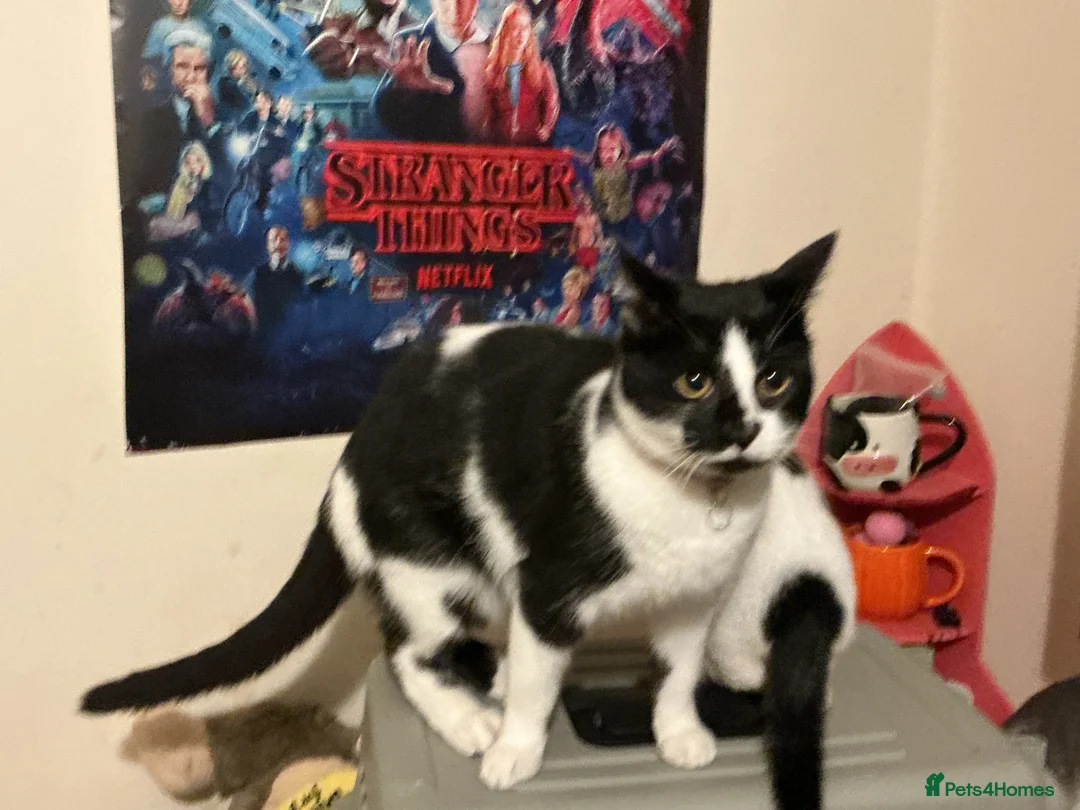 Domestic Shorthair cats for sale: Young female - Advert 1