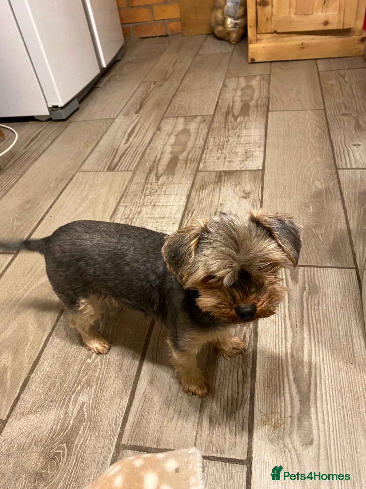 Yorkshire Terrier dogs for sale: Yorkshire terrier  - Advert 9