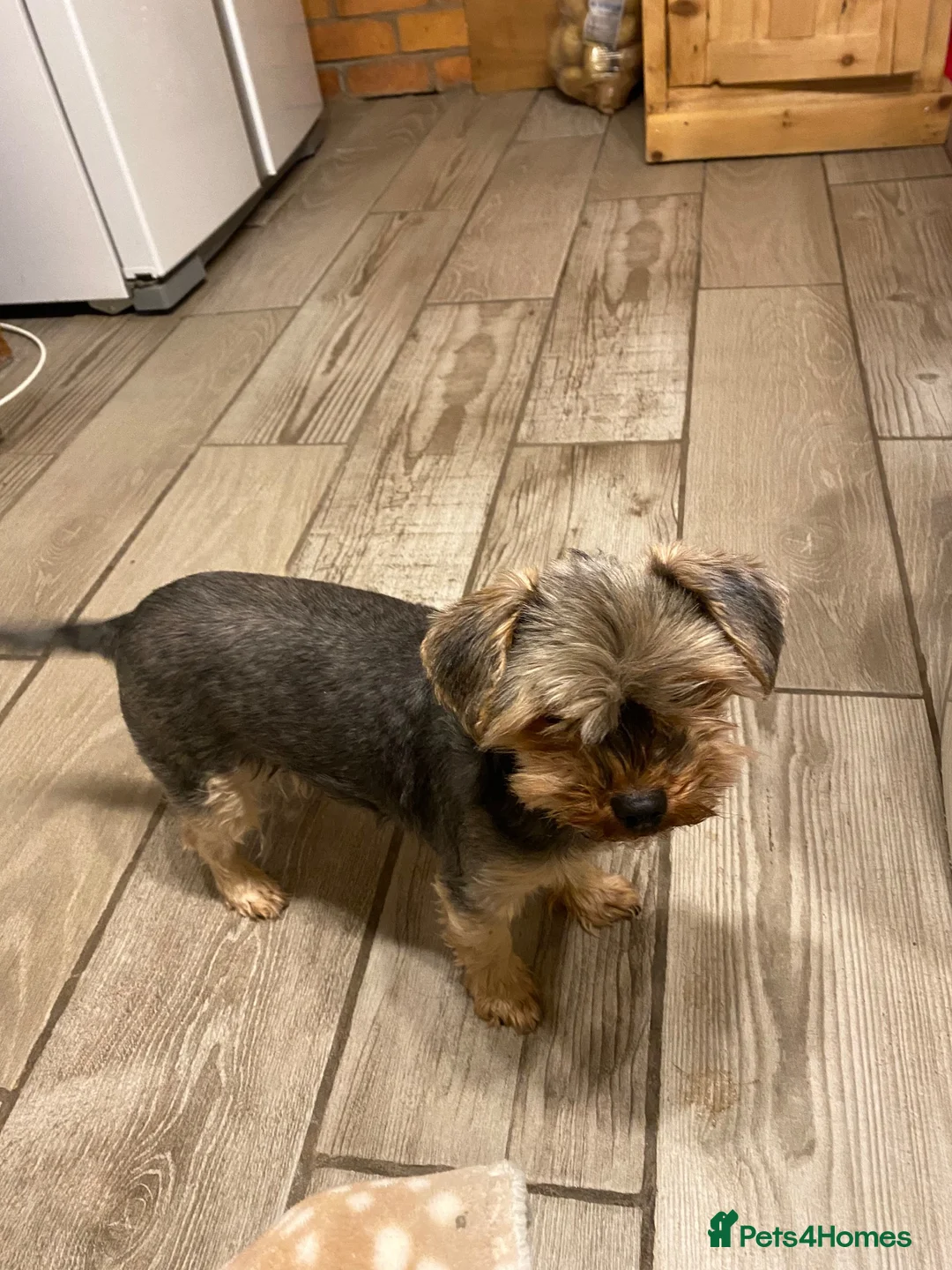 Yorkshire Terrier dogs for sale: Yorkshire terrier  - Advert 1