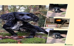 Cocker Spaniel dogs for sale: Cocker Spaniel male left KC Registered Docked  - Image 21
