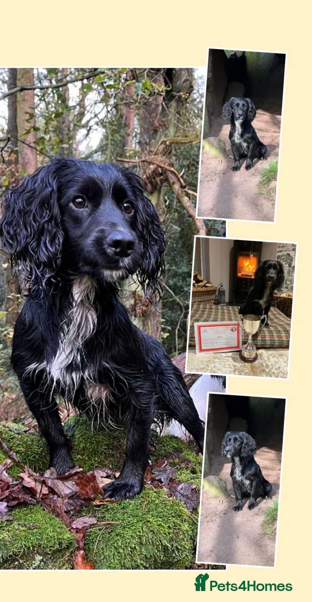 Cocker Spaniel dogs for sale: Cocker Spaniel male left KC Registered Docked  - Image 21