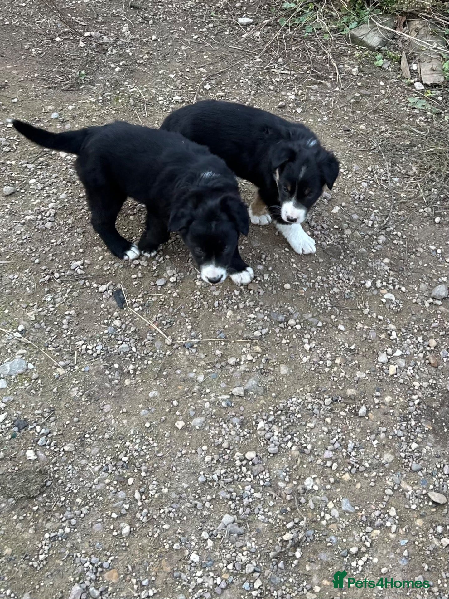 Border Collie dogs Two male border collie pups for sale - Advert 2