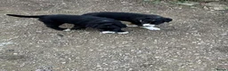 Border Collie dogs for sale: Two male border collie pups for sale - Advert 2