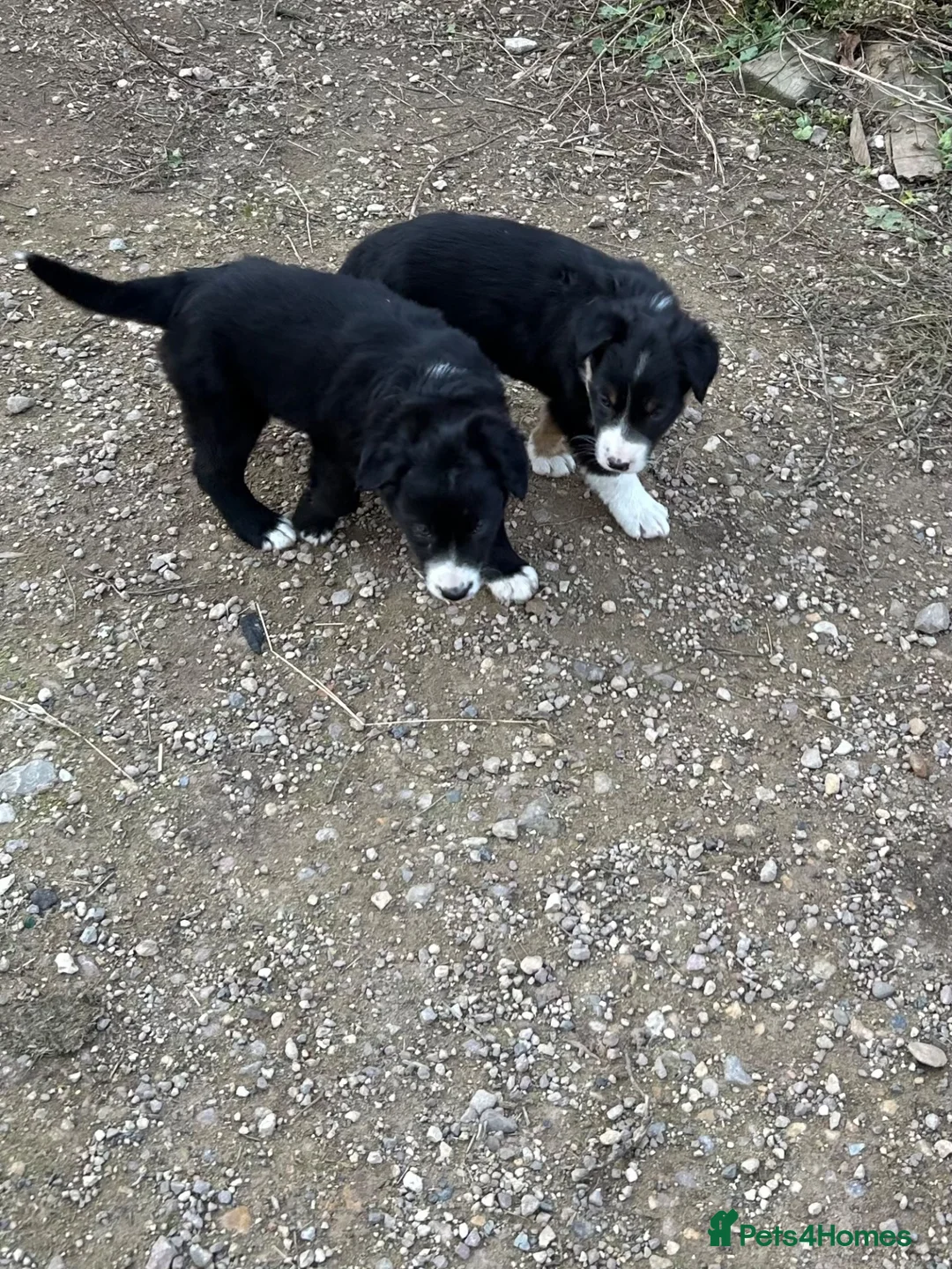Border Collie dogs for sale: Two male border collie pups for sale - Advert 2