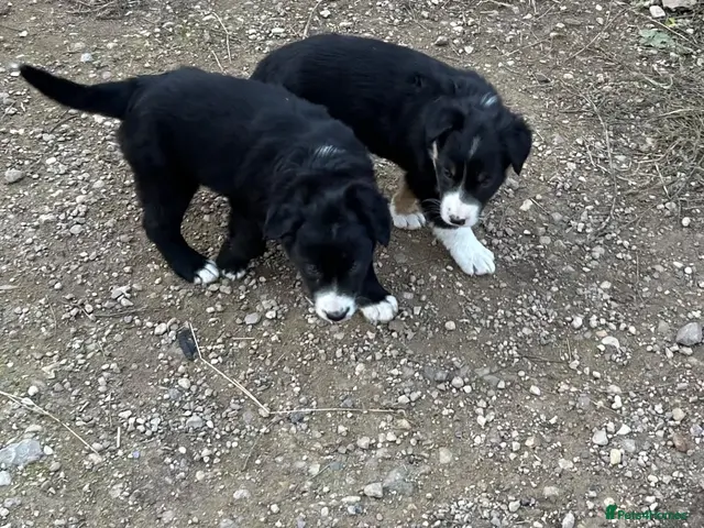 Border Collie dogs for sale: Two male border collie pups for sale - Advert 2